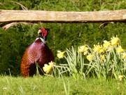 Pheasant in Ellisfield