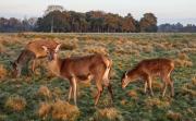 Red Deer, Tatton Park, Knutsford