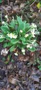 Wild primroses, Ashridge Forest